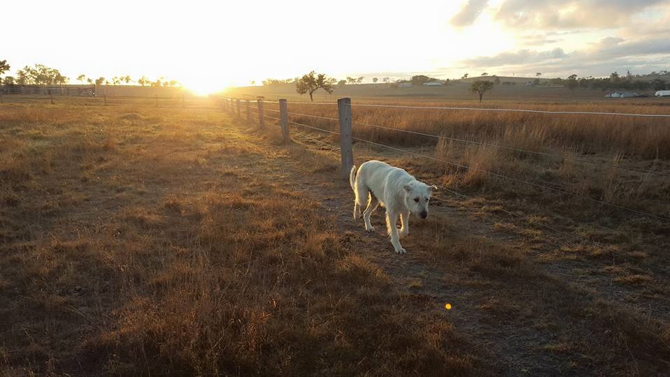 Flinders View Veterinary Surgery - Flinders View , Australia