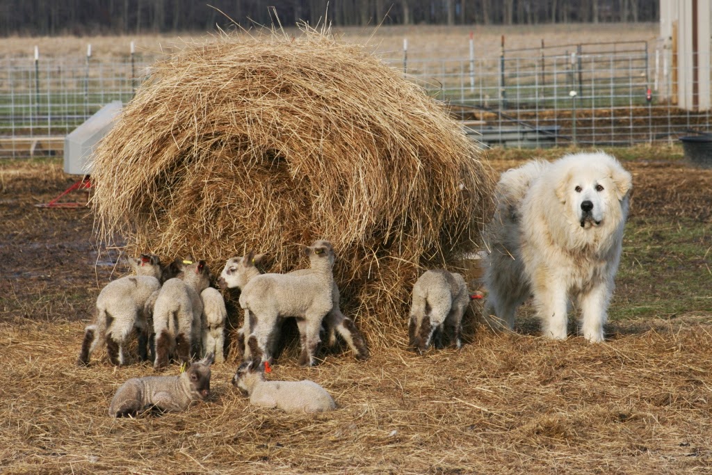 Animal Clinic Of Muskegon - Muskegon , United States