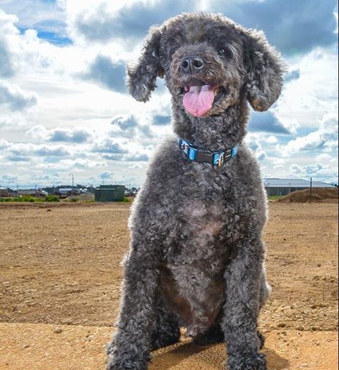 Gardens Vet Clinic - Parafield Gardens , Australia