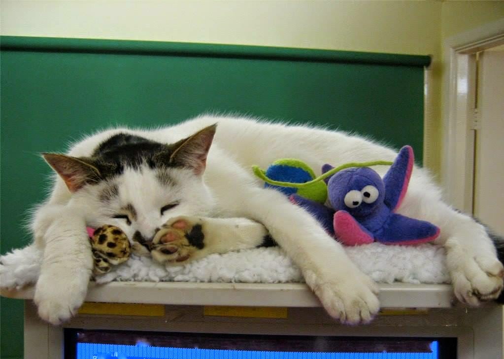 Riverside Veterinary Centre - Stratford-upon-Avon , United Kingdom