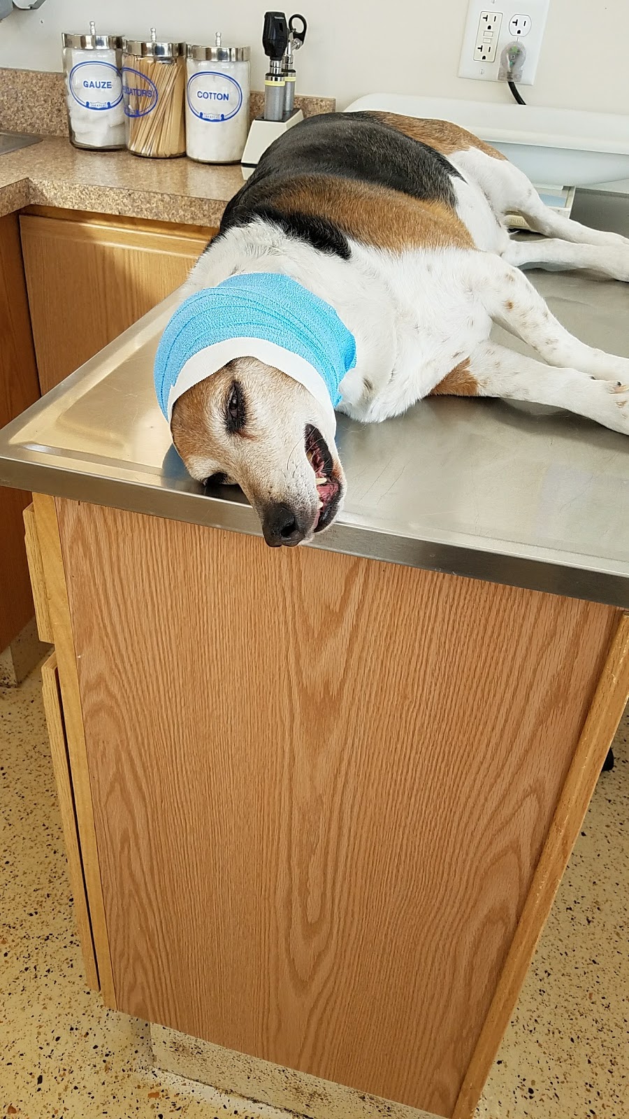 Cross Veterinary Clinic - Grand Blanc , United States