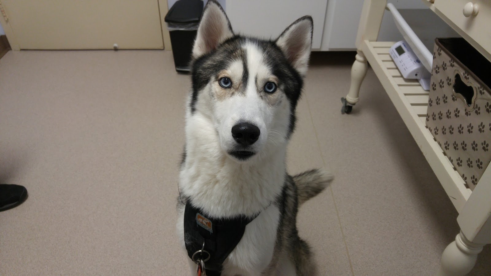 Northarlington Animal Clinic - Columbus , United States