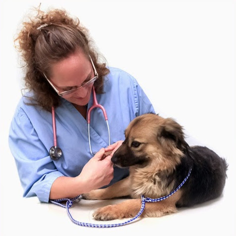 Santa Cruz Veterinary Clinic - Tucson , United States
