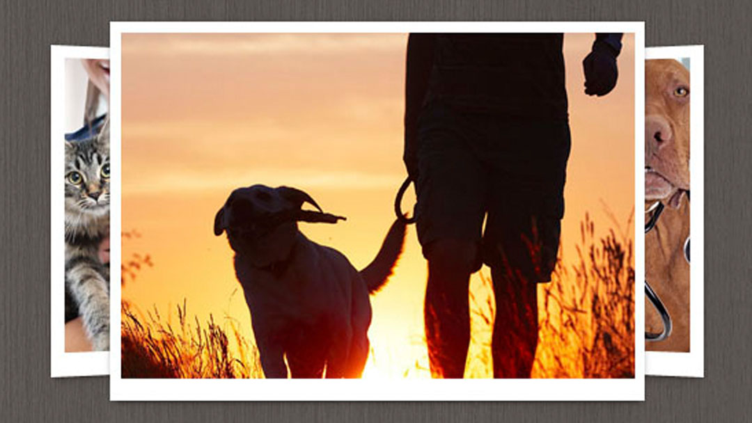 Tierrasanta Veterinary Hospital - San Diego , United States