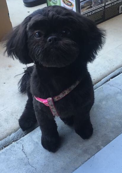 Dr Battiers Veterinary Clinic - Camarillo , United States