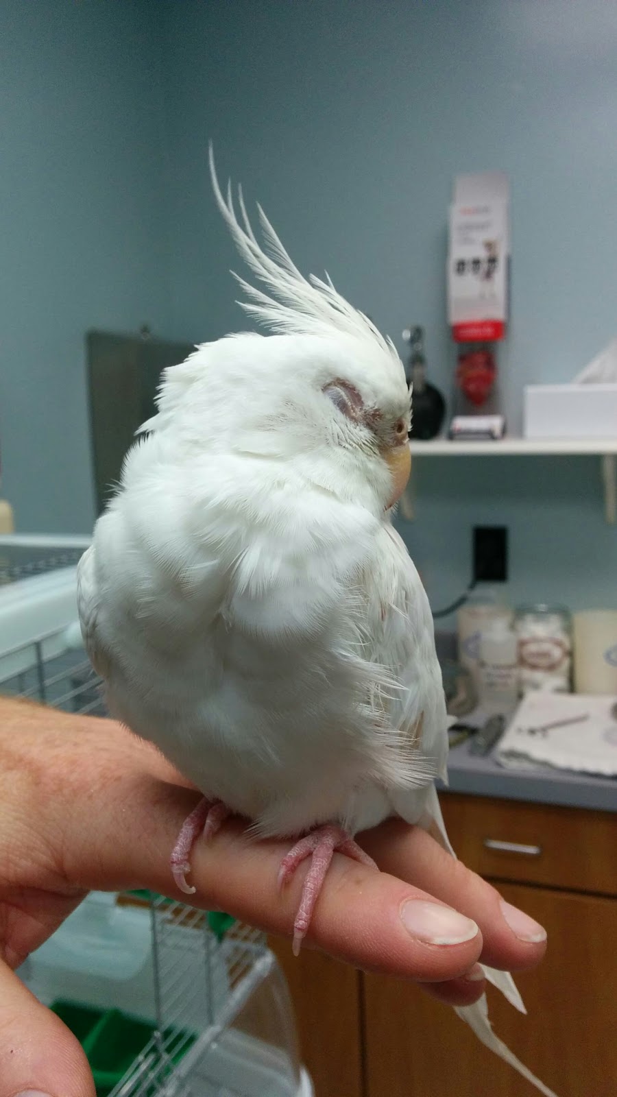 Lakeside Animal Hospital - Richmond , United States