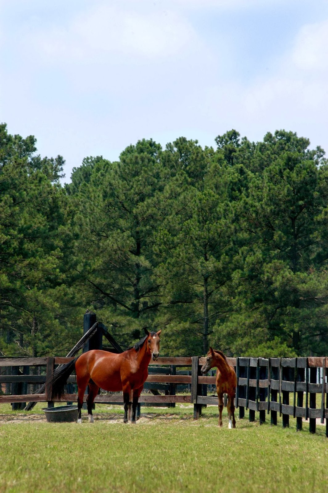The Nc State College Of Veterinary Medicine - Raleigh , United States