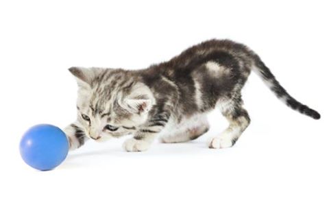 Willow Run Veterinary Clinic - Wickliffe , United States
