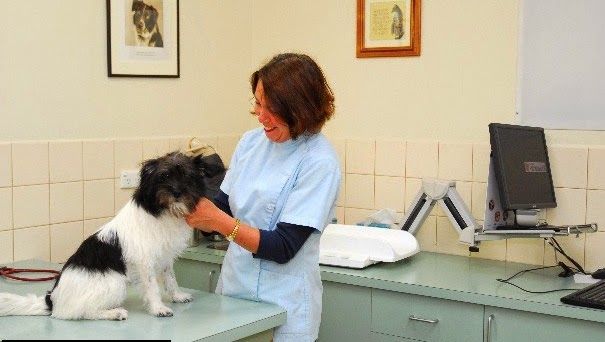 Rowville Veterinary Clinic And Hospital - Rowville , Australia