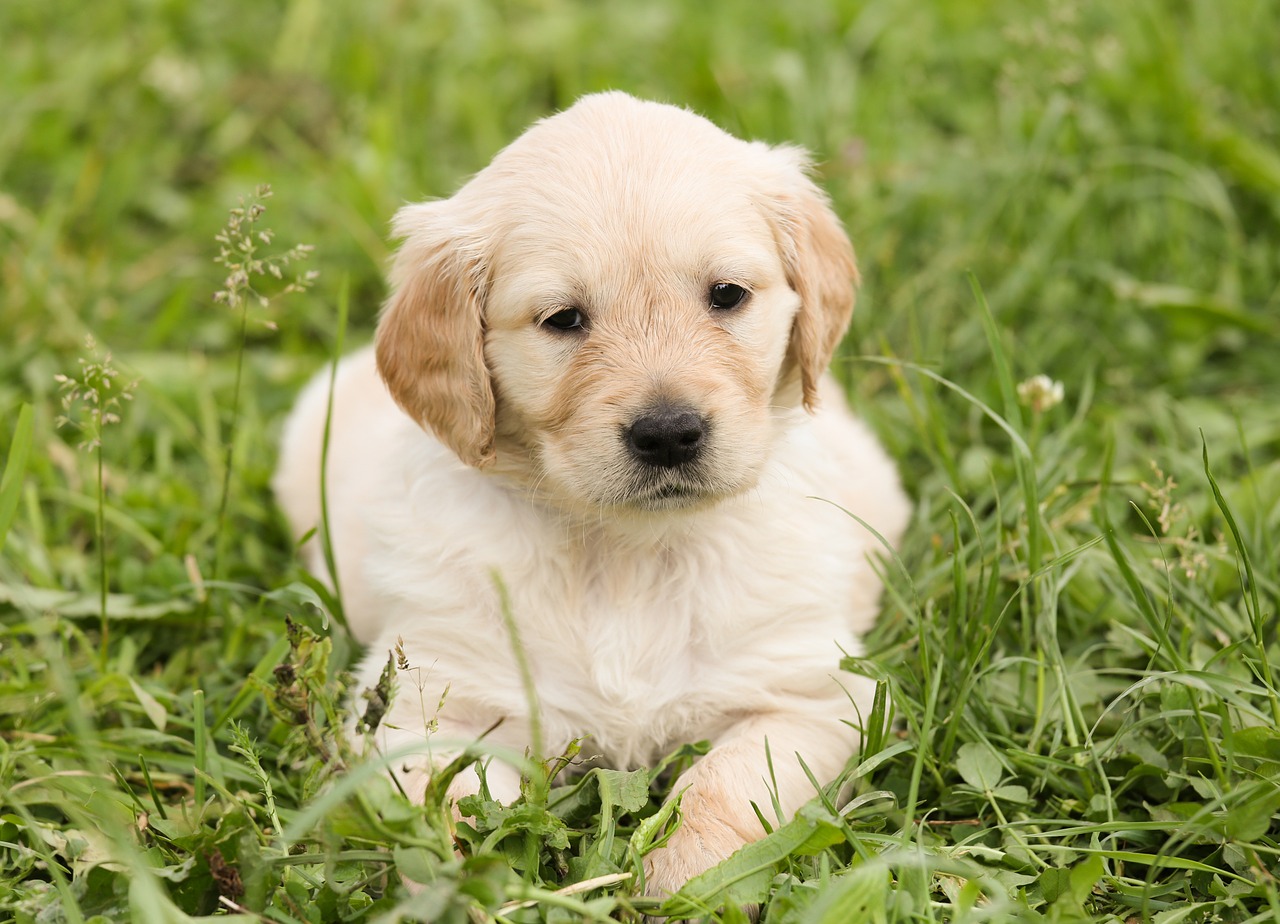 Cimarron Animal Hospital - Wichita , United States