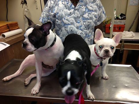 Animal Hospital Of Elmont - Elmont , United States