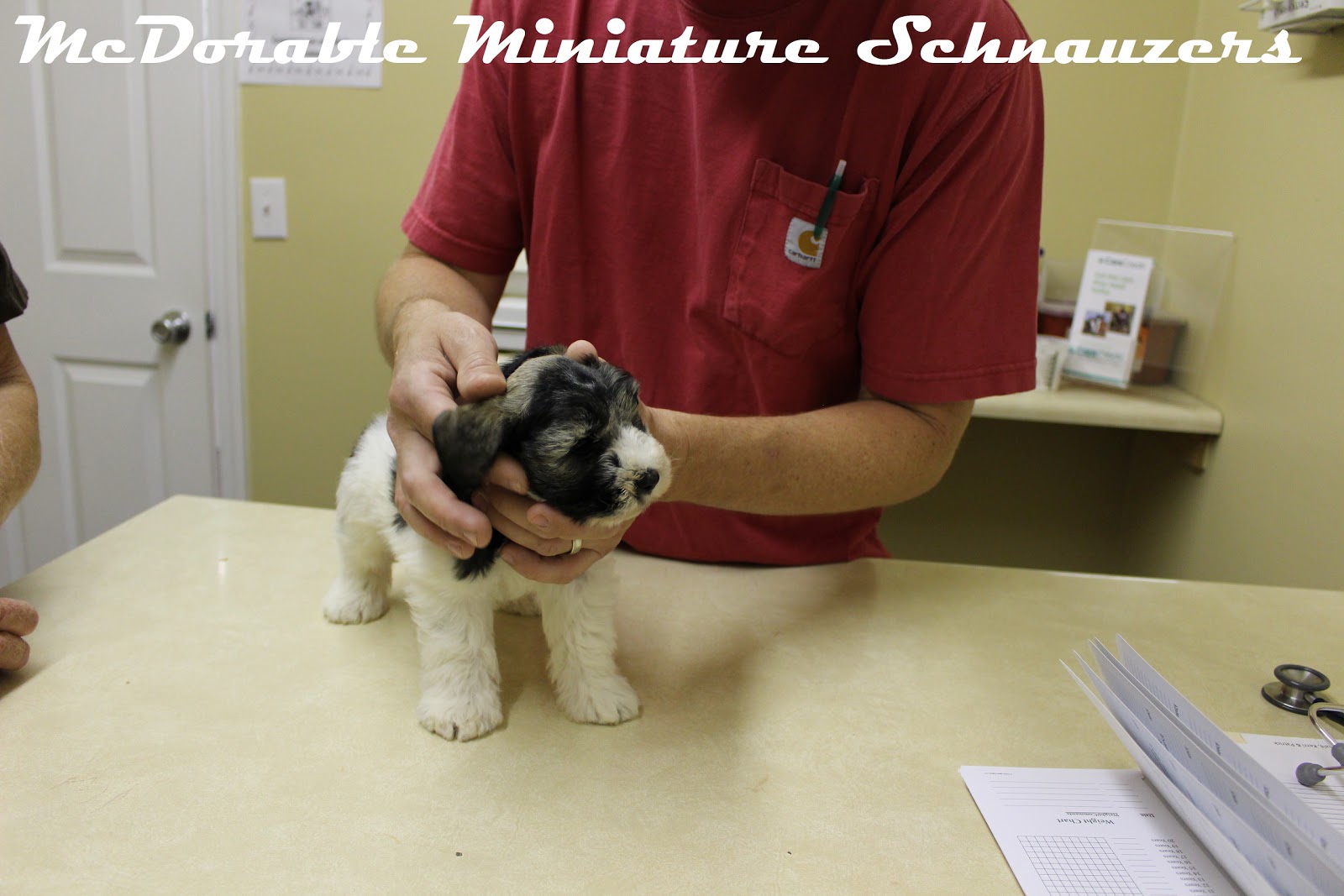 County Line Veterinary Services - Danville , United States