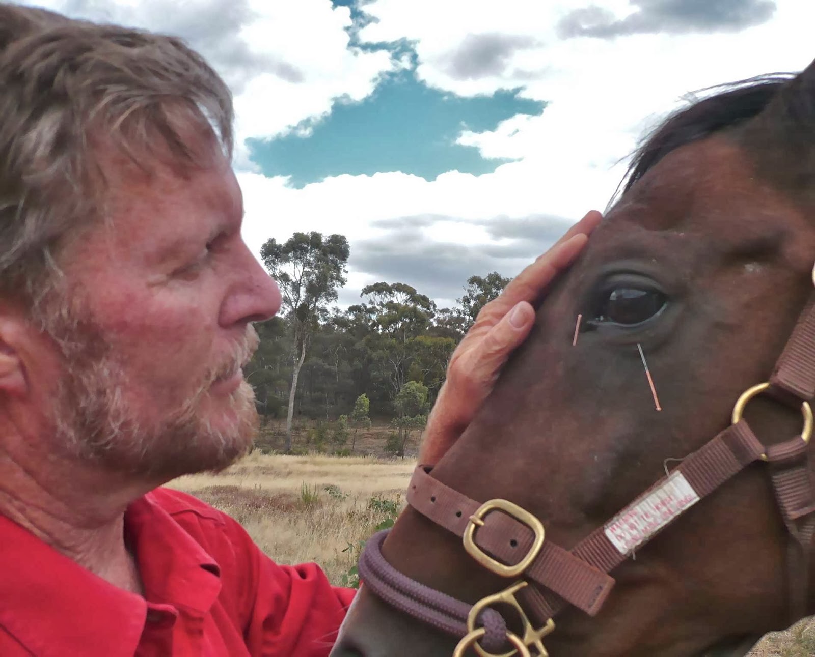 Central Victorian Veterinary Acupuncture - Guildford , Australia