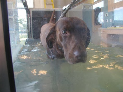 Santa Barbara Animal Hospital - Cape Coral , United States