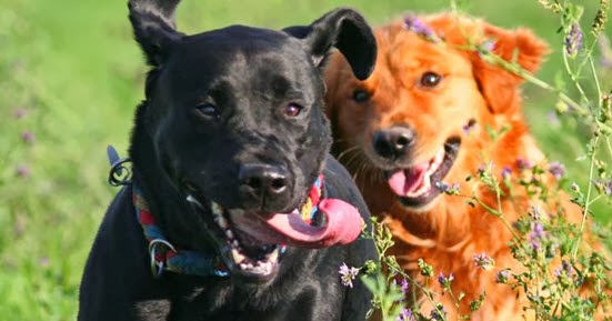 Mattydale Animal Hospital - Syracuse , United States
