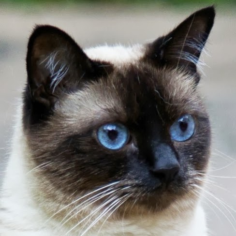 Cambridge Veterinary Group - Cambridge , United Kingdom