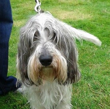 Penmellyn Vets - Newquay , United Kingdom