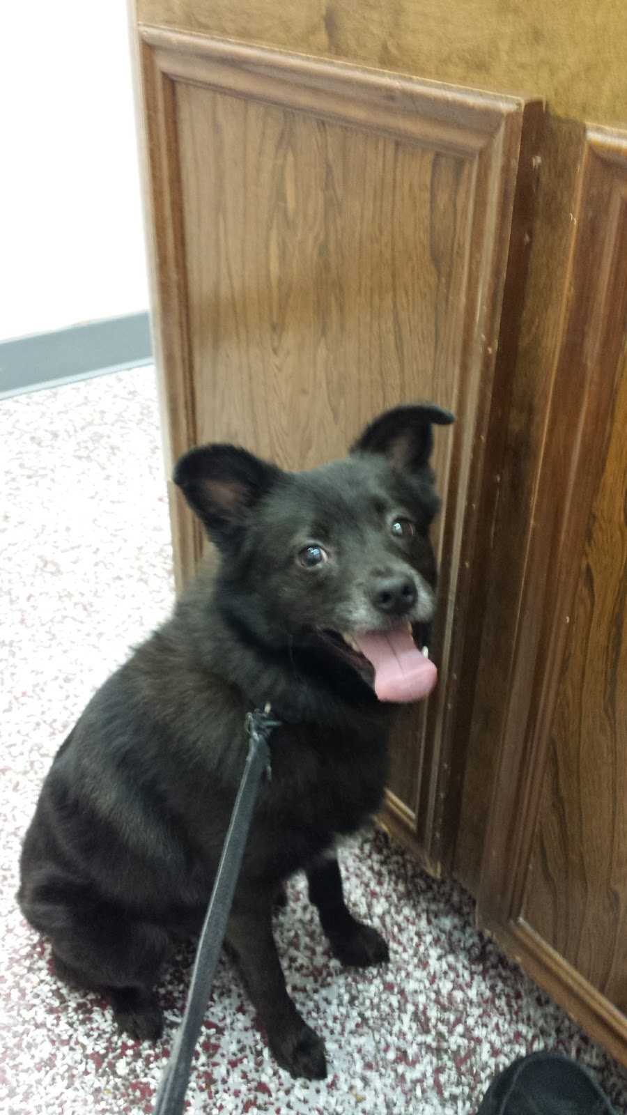 Braescroft Animal Clinic - Houston , United States