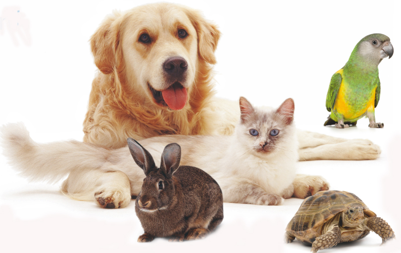 Frome Veterinary Centre - Frome , United Kingdom