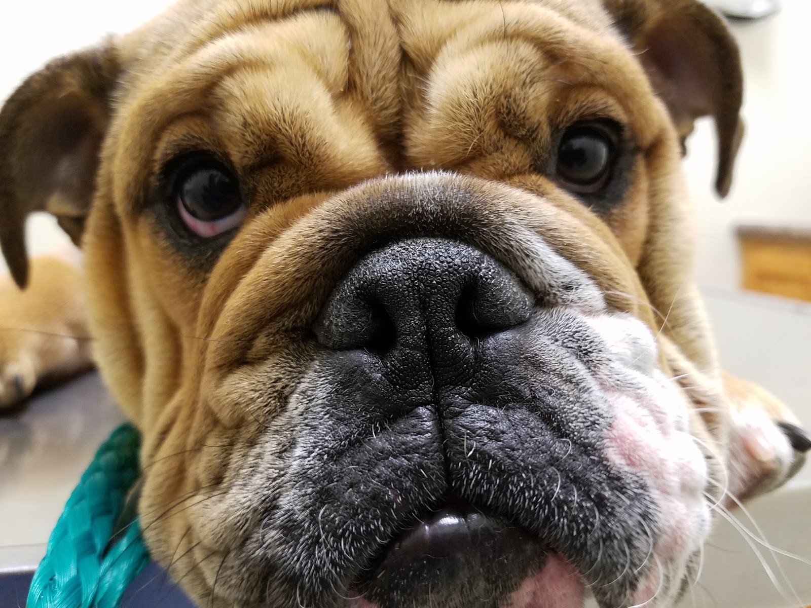 Animal Emergency Center Of Temple Belton - Temple , United States