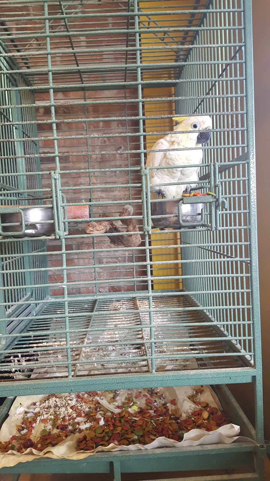 Coral Sands Animal Hospital - Decatur , United States