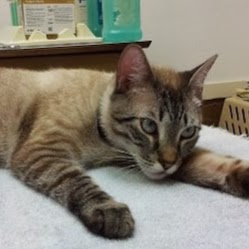 Michigan Street Animal Hospital - Orlando , United States