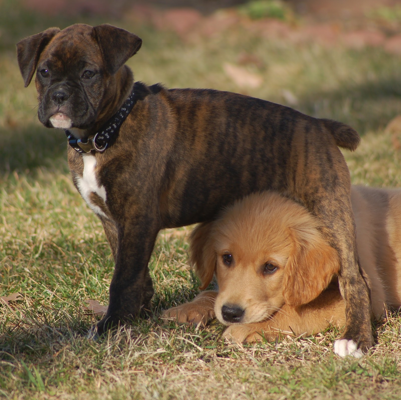 Whole Pet Veterinary Center - Westford , United States