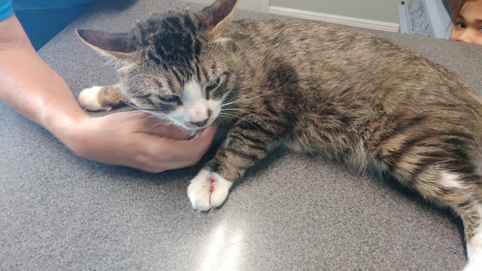 Ascension Parish Animal Hospital - Prairieville , United States