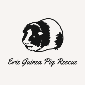 Erie Guinea Pig Rescue, Inc. - NORTH EAST , United States