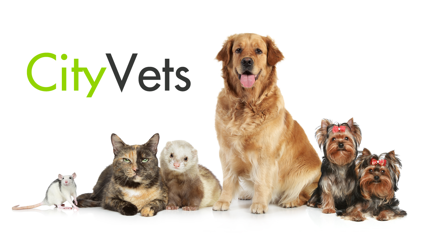City Vets In Whipton - Exeter , United Kingdom