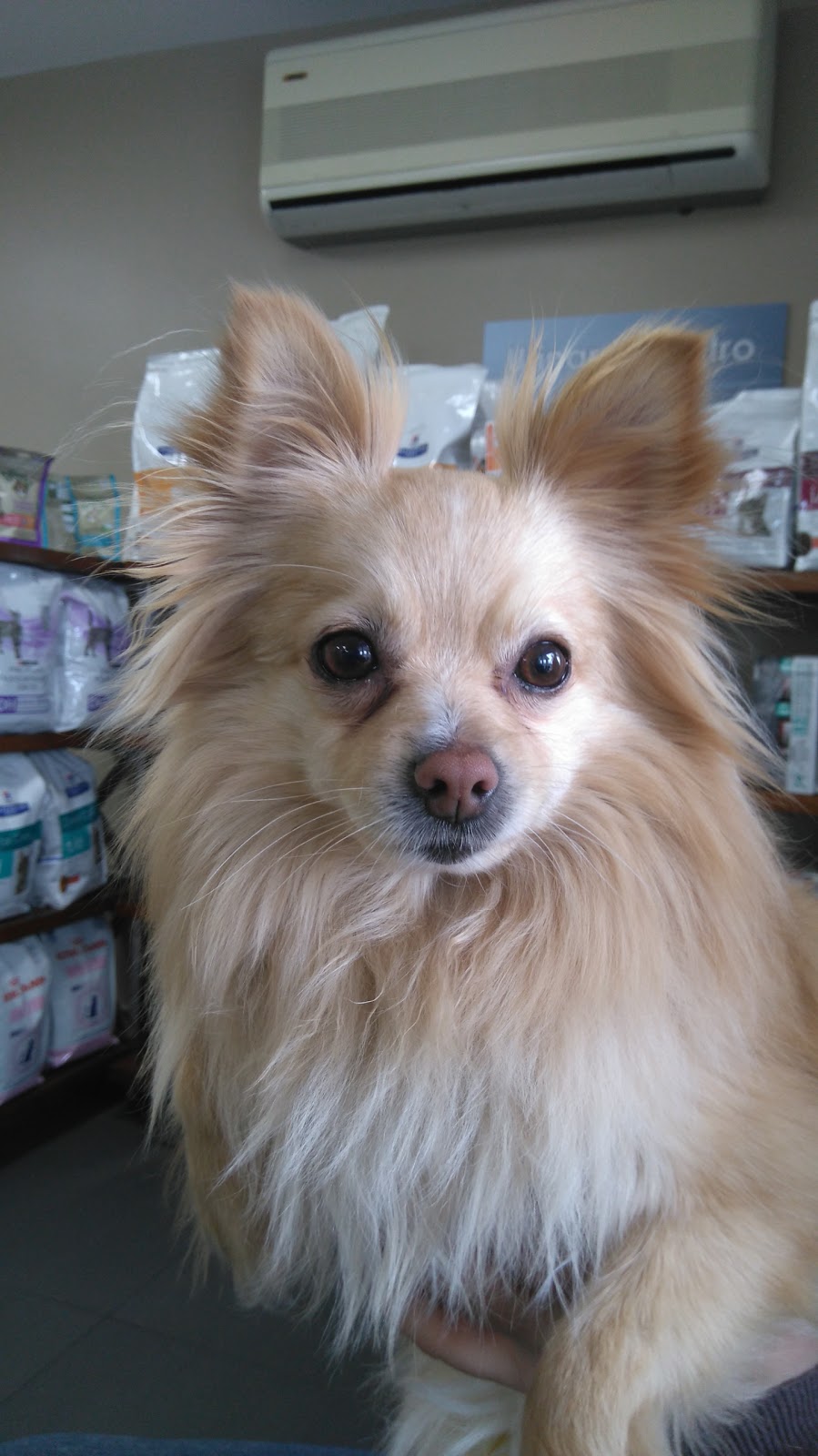 Mississauga Animal Hospital - Mississauga , Canada