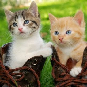 Young Veterinary Partnership - Brentford , United Kingdom