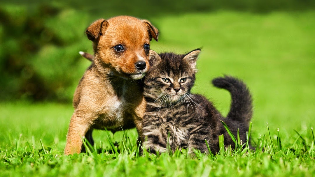 Plainview Veterinary Clinic - Plainview , United States