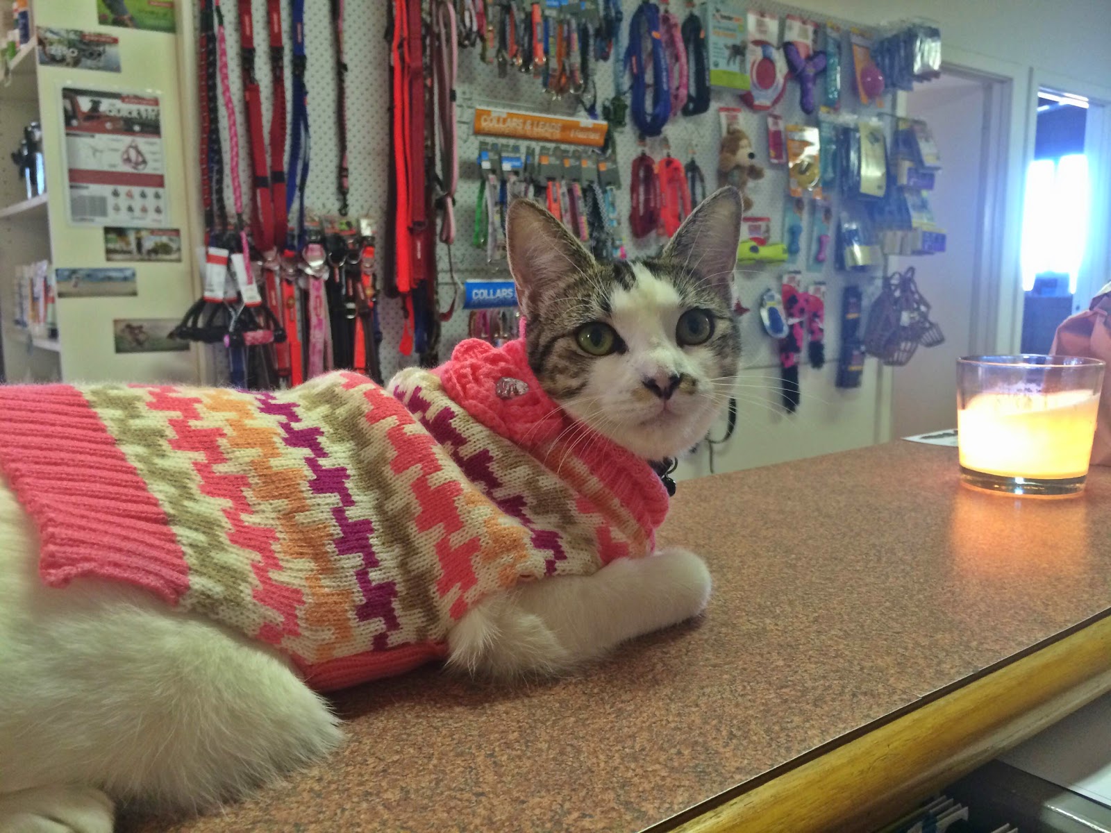 Coral Coast Vet Hospital Carnarvon - Morgantown , Australia