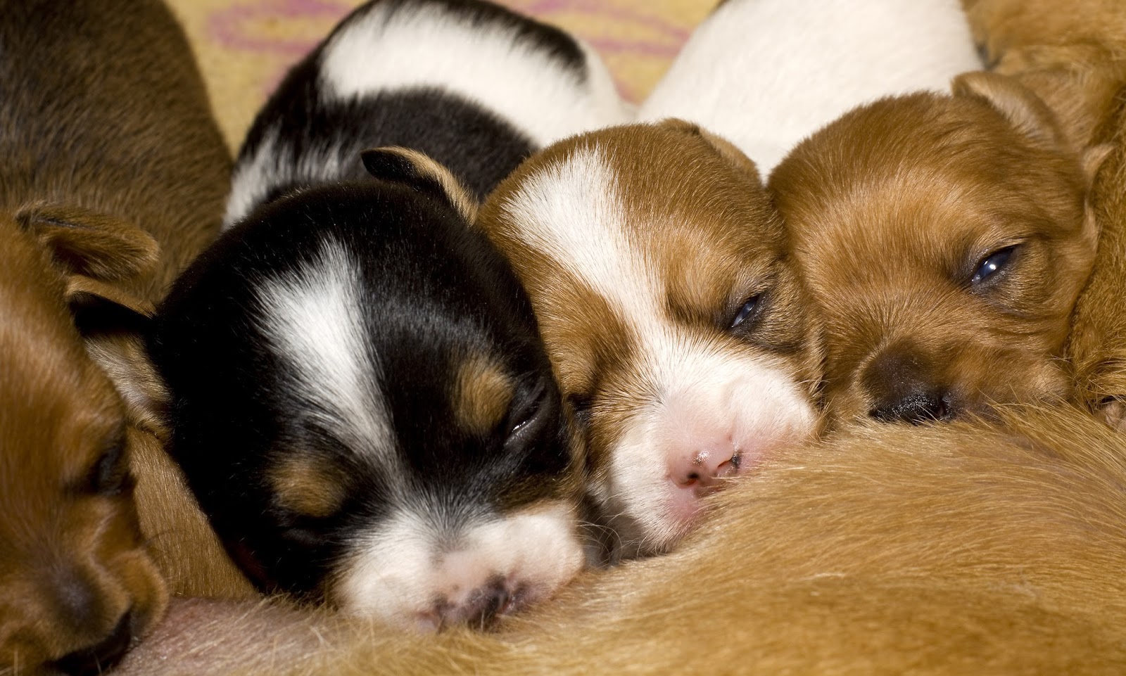 Parap Veterinary Hospital - Parap , Australia