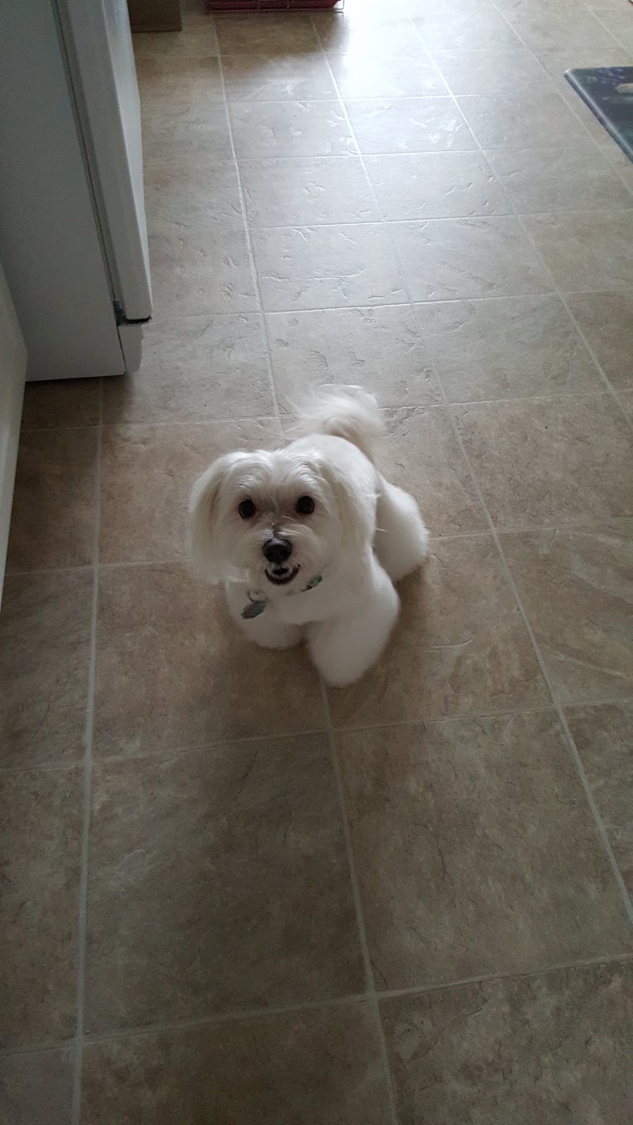 Companion Pet Clinic - Gresham , United States