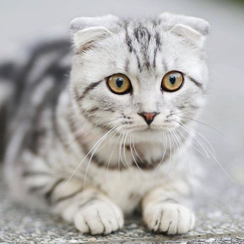 Swift Creek Animal Hospital - Raleigh , United States
