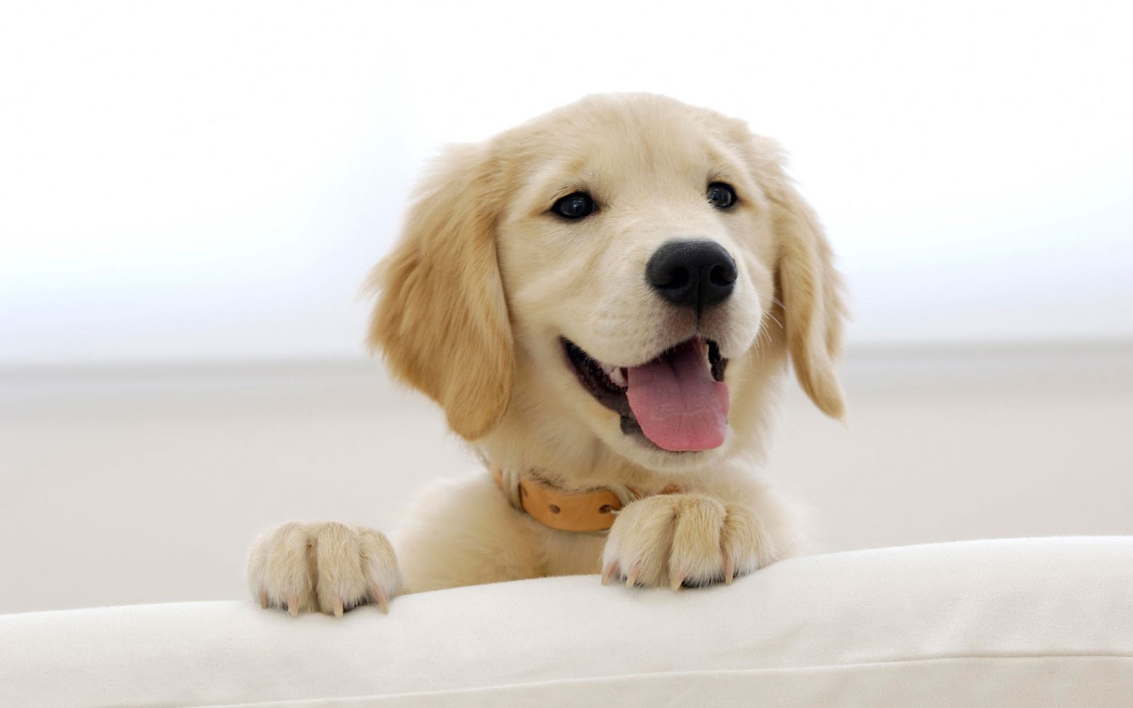 Michigan Animal Care - Inkster , United States