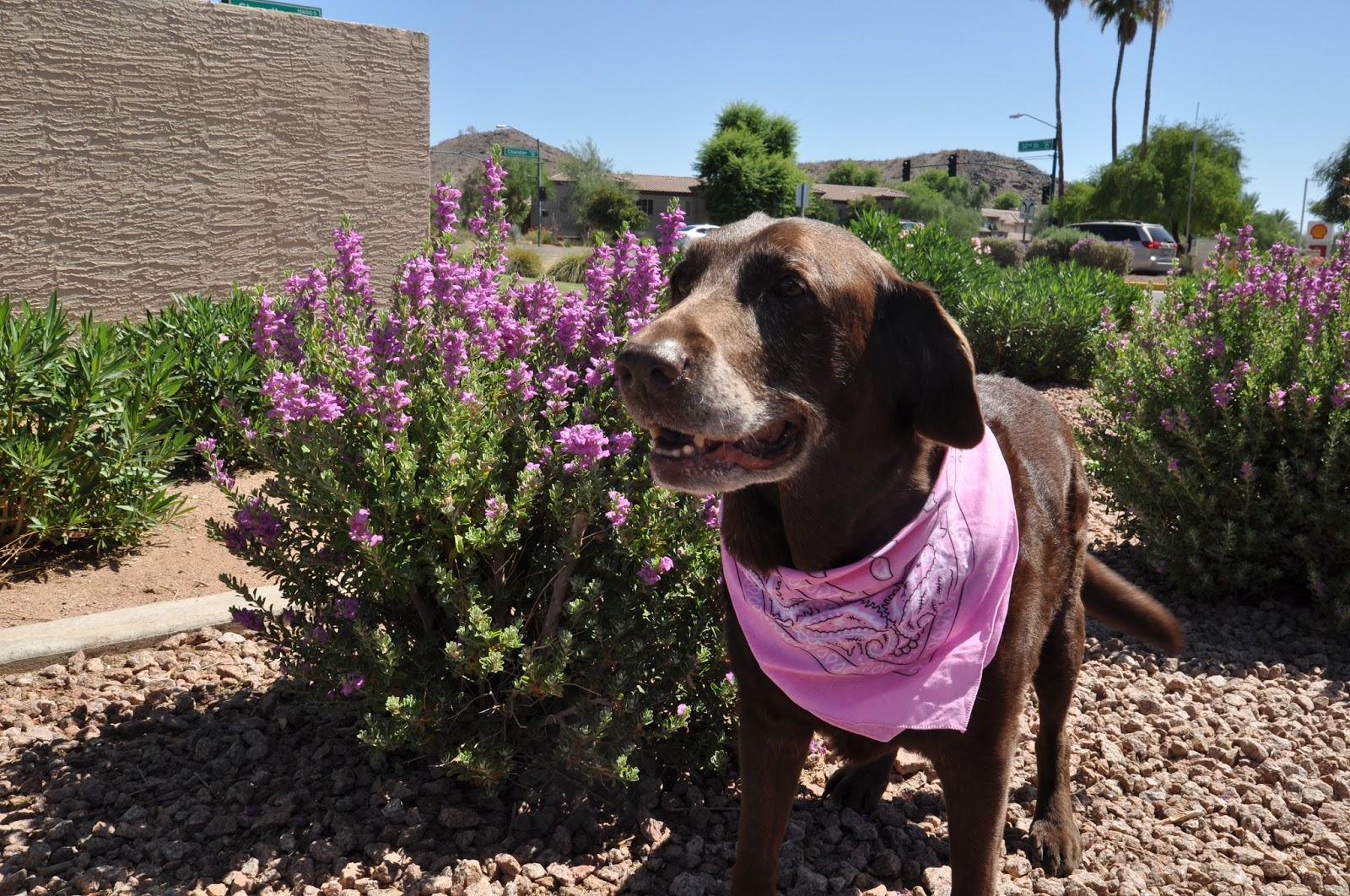 Foothills Animal Hospital - Phoenix , United States