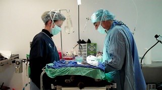 Woodridge Veterinary Hospital - Fairfield , United States