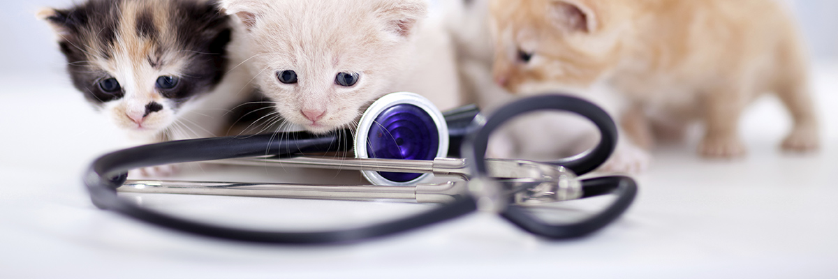 Valley Animal Hospital - Pharr , United States