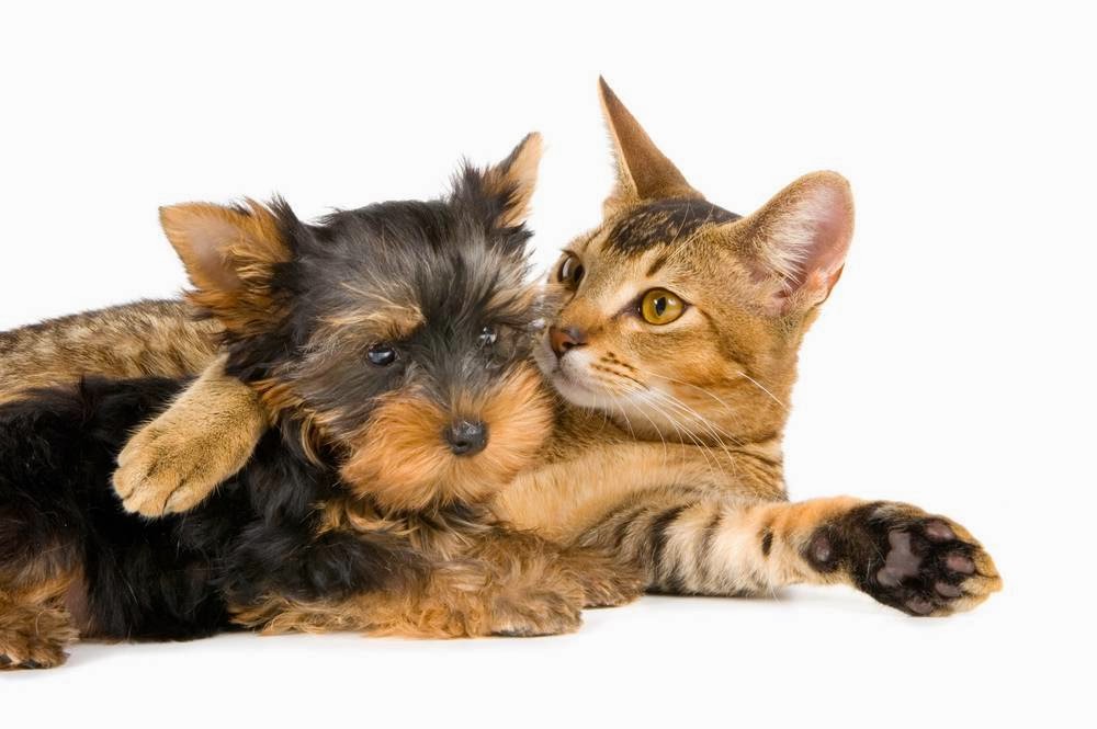 Willow Veterinary Centres - Olney , United Kingdom