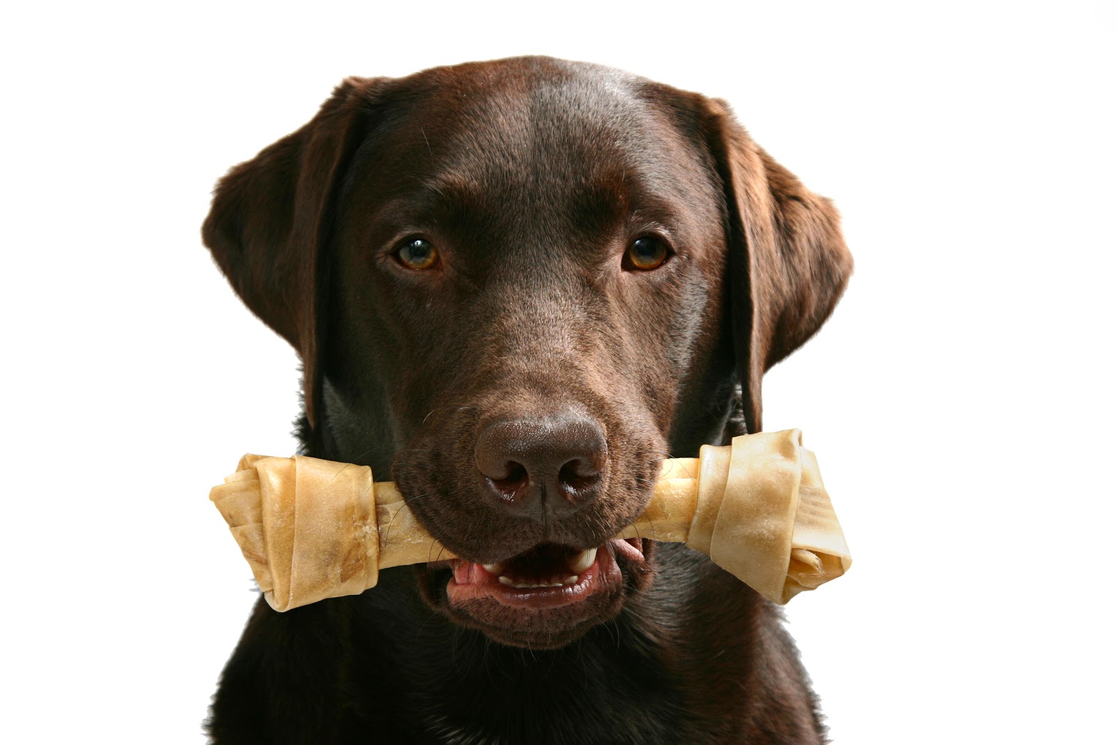 Sydney Animal Hospitals - Erskineville , Australia