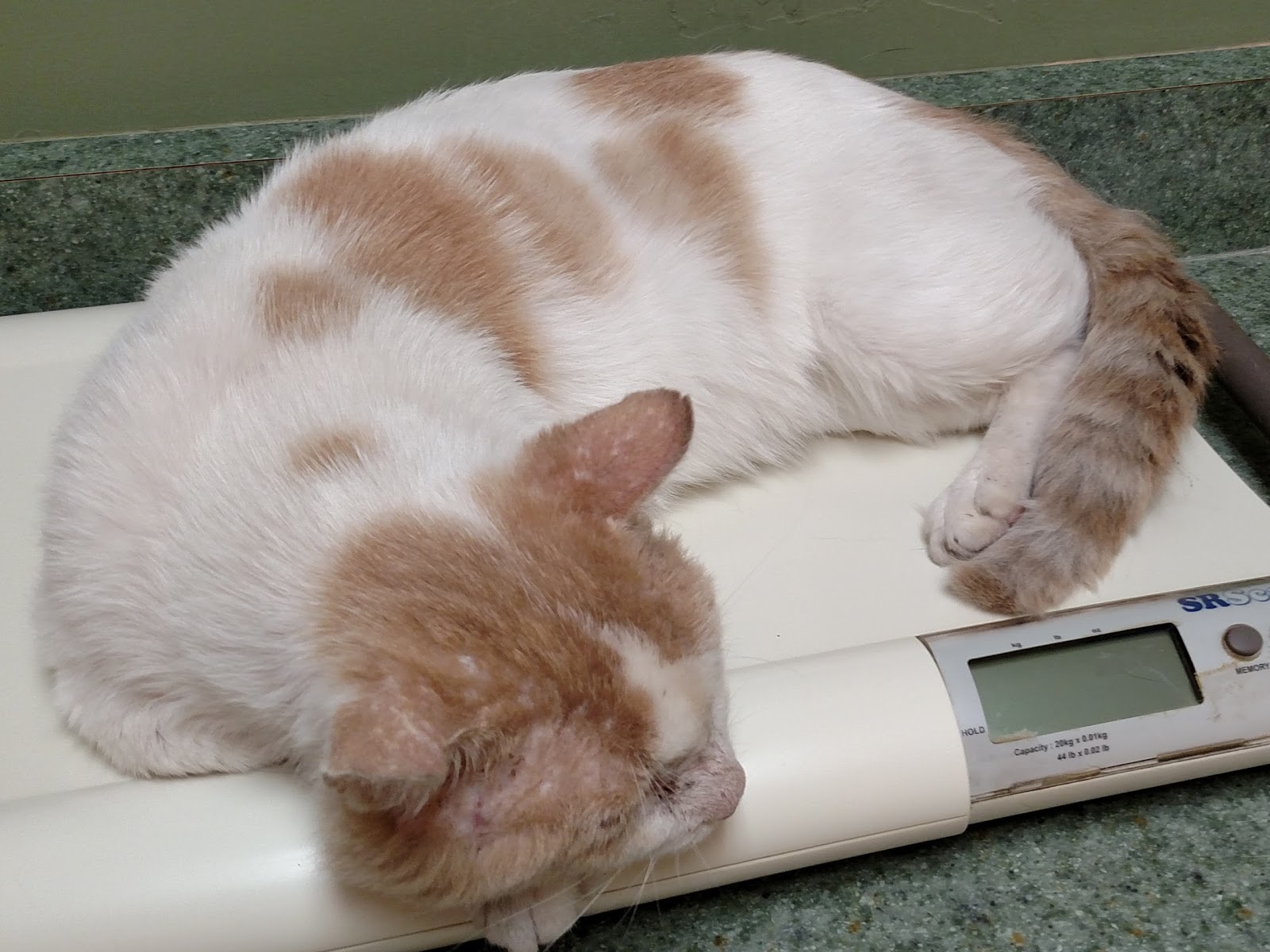 Larkspur Cat Clinic - Phoenix , United States