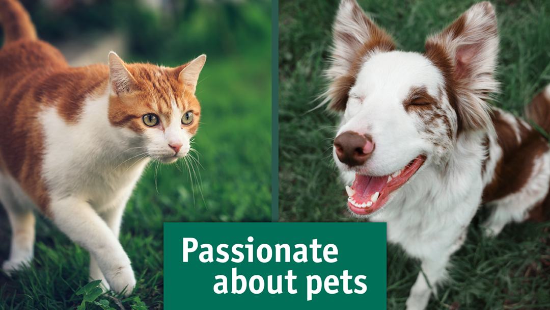 Greencross Vets Carrara - Nerang , Australia
