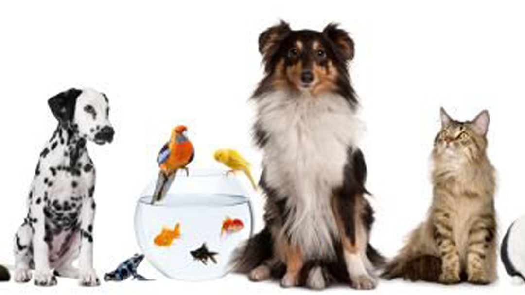 Council Veterinary Hospital - Bethany , United States
