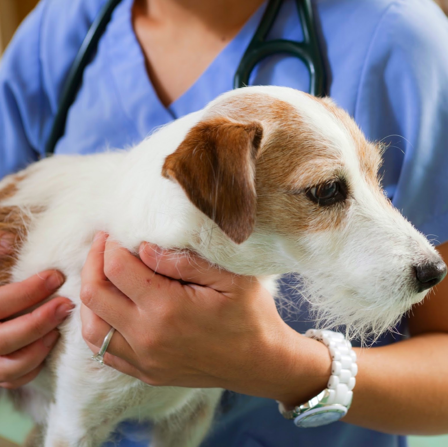 North Yonge Veterinary Hospital Arzem Veterinary Medicine Professional - Newmarket , Canada
