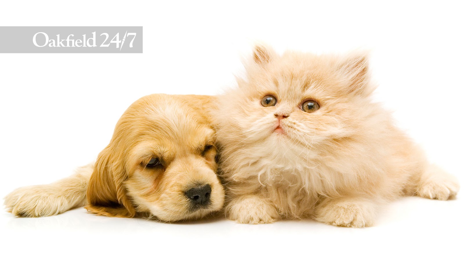 Oakfield Veterinary Group - Birmingham , United Kingdom