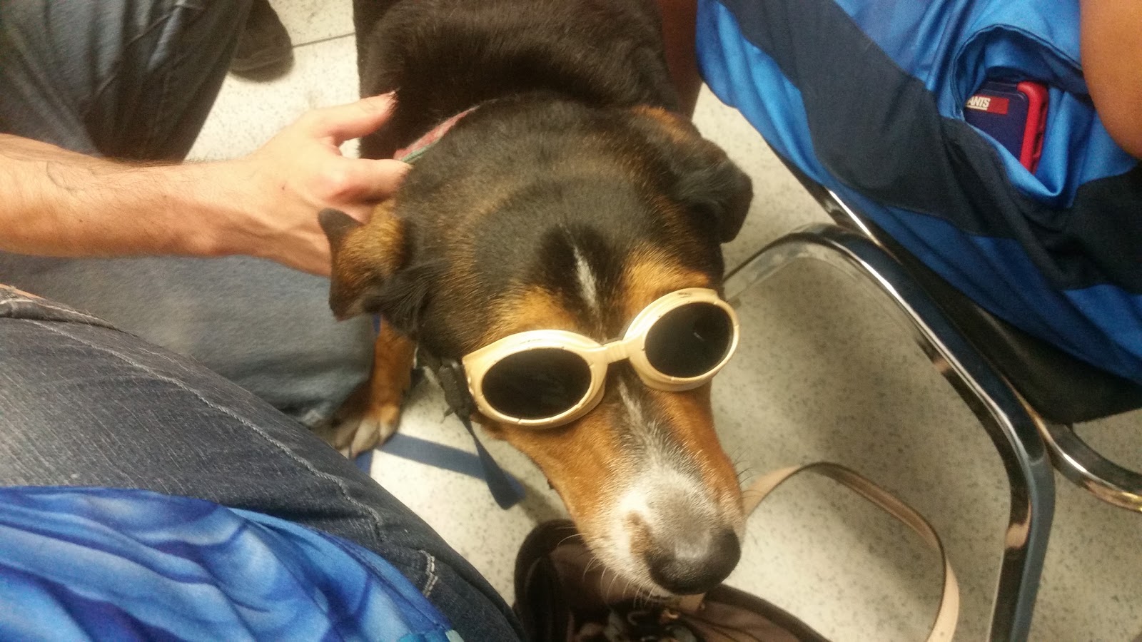 Best Friends Veterinary Hospital - Tulsa , United States