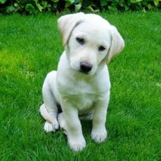 Vista Pet Hospital - Portland , United States